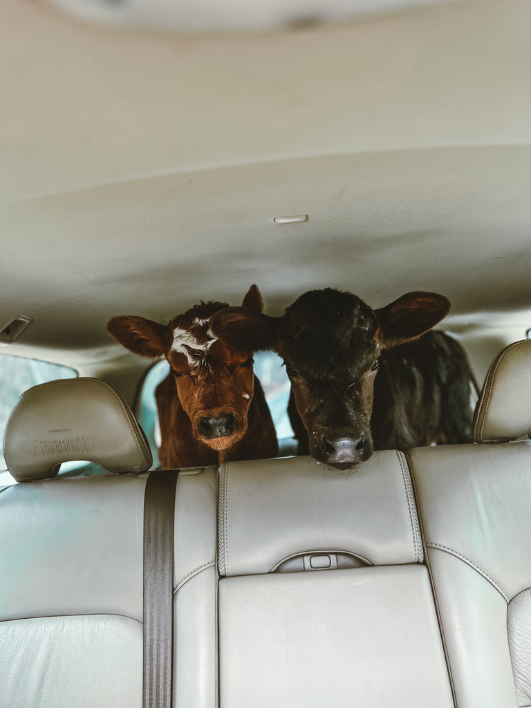 March 27, 2023 - Bringing home bottle calves